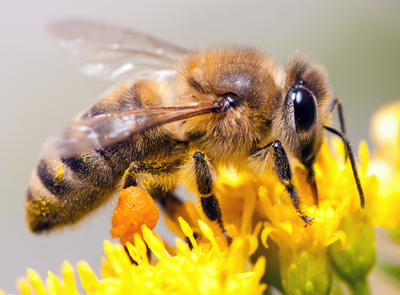 PACMOOD - Sauvez les BEES 🐝