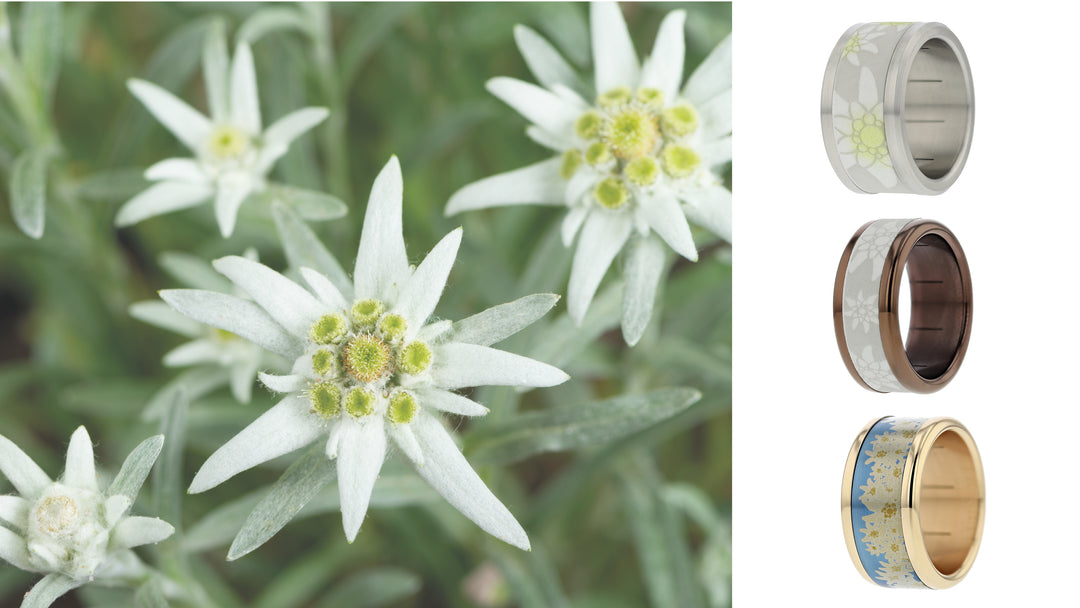 Edelweiss